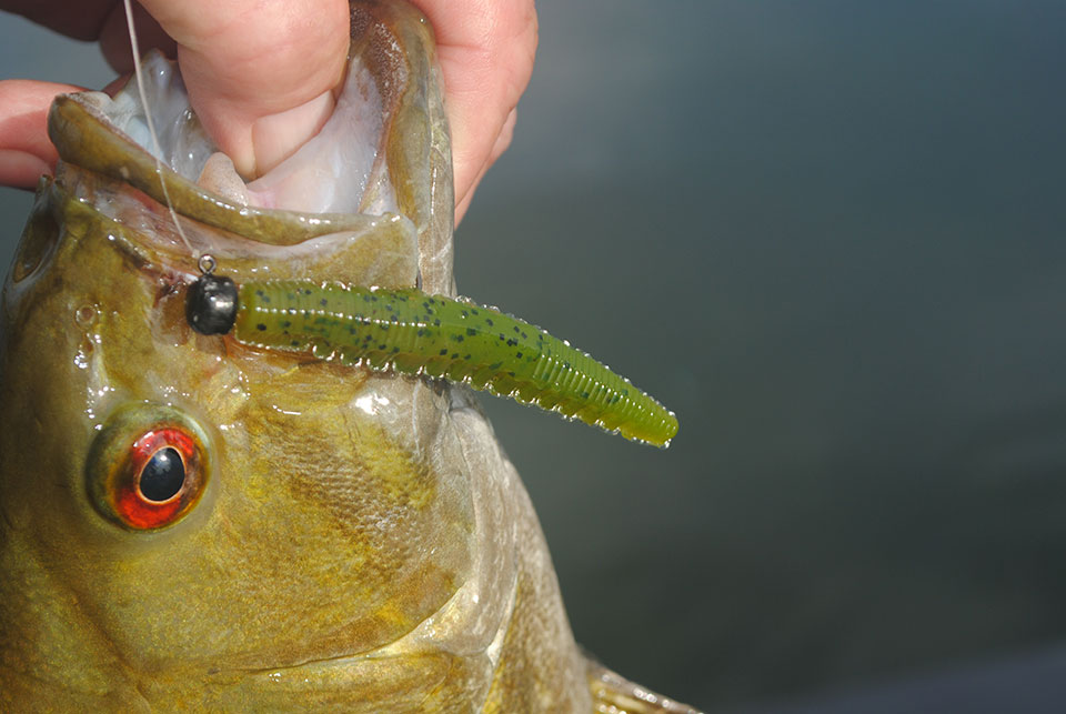 River smallmouth will eagerly eat a plastic bait in the summer.